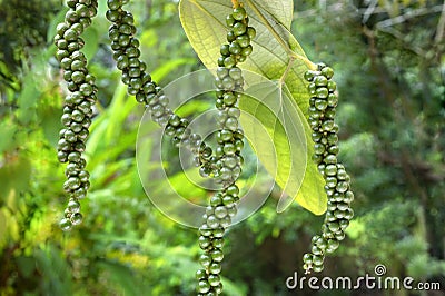 Spices-pepper four stalks on plant Stock Photo