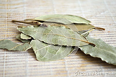 Bay Leaves Laurel Leaves on a light background Stock Photo