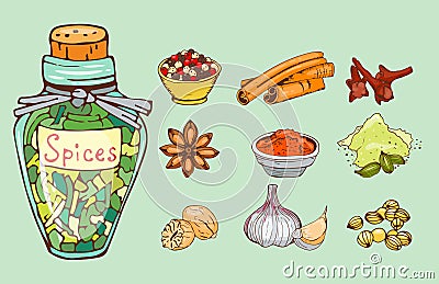 Spices seasoning hand drawn style food herbs elements and seeds ingredient cuisine flower buds leaves food plants Vector Illustration