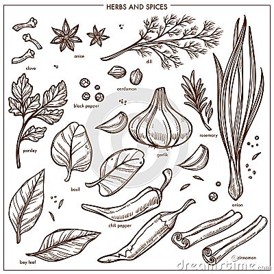 Spices and seasonings herbs sketch icons. Vector isolated Vector Illustration