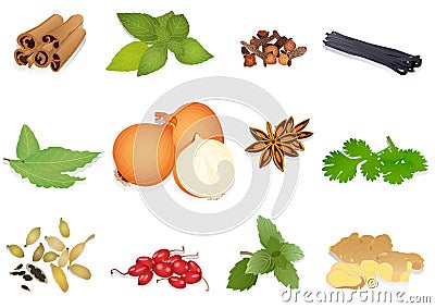 Spices Vector Illustration