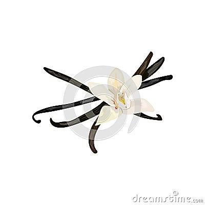 Spices. vanilla flower Stock Photo