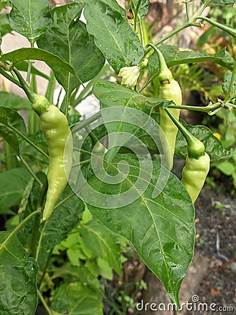 spicy chili tree with green leaves, native to Indonesia Stock Photo