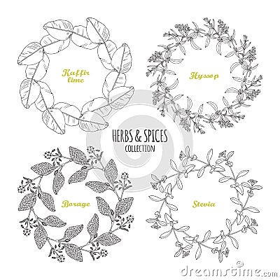 Spicy herb circle frames collection. Hand drawn kaffir lime, borage, hyssop, stevia Vector Illustration