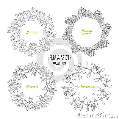 Spicy herb circle frames collection. Hand drawn lovage, lemongrass, chervil, marjoram Vector Illustration