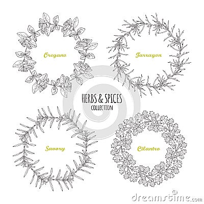 Spicy herb circle frames collection. Hand drawn oregano, tarragon, savory, cilantro Vector Illustration