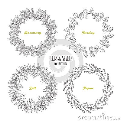 Spicy herb circle frames collection. Hand drawn rosemary, parsley, dill, thyme Vector Illustration