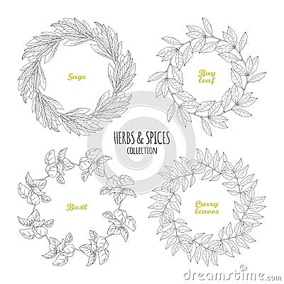 Spicy herb circle frames collection. Hand drawn sage, bay leaf, basil, curry Vector Illustration