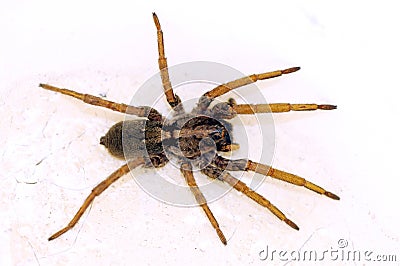 Spider Stock Photo