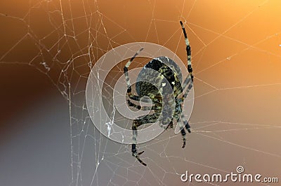 Spider Stock Photo