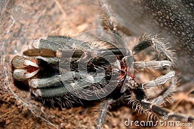 Spider Stock Photo