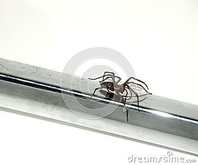 Spider Stock Photo