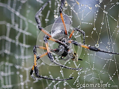 Spider Stock Photo