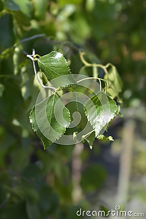 Spider Alley birch Stock Photo