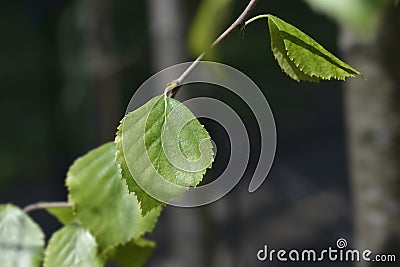 Spider Alley birch Stock Photo