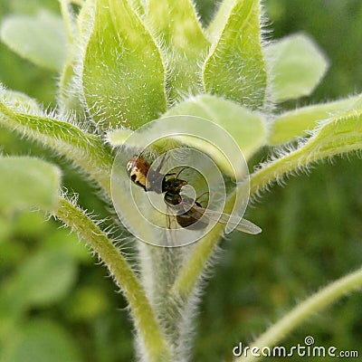 Spider and ant fight Stock Photo