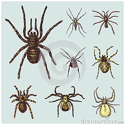 Spider or arachnid species, most dangerous insects in the world, old vintage for halloween or phobia design. hand drawn Vector Illustration
