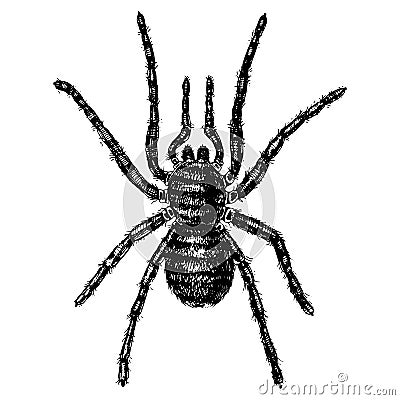 Spider or arachnid species, most dangerous insects in the world, old vintage for halloween or phobia design. hand drawn Vector Illustration