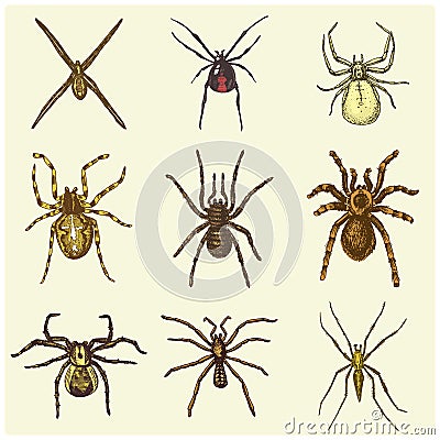 Spider or arachnid species, most dangerous insects in the world, old vintage for halloween or phobia design. hand drawn Vector Illustration