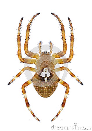 Spider Araneus angulatus female Stock Photo