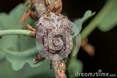 Spider - Araneus Angulatus Stock Photo