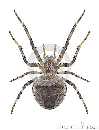 Spider Araneus angulatus Stock Photo