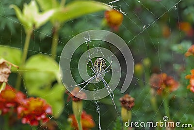 Spider Argiope bruennichi Stock Photo