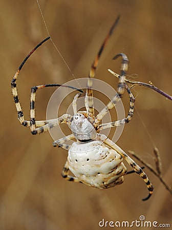 Spider argiope lobed Stock Photo