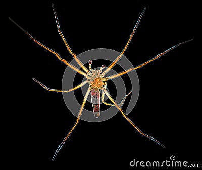 Spider Art - Long legs and detail on a black bacground Stock Photo