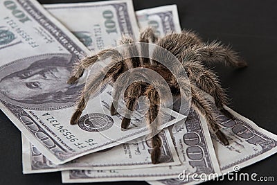 The spider as a guard Stock Photo