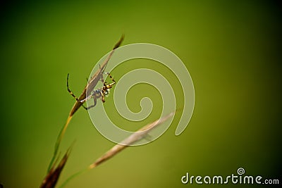 Spider background Stock Photo