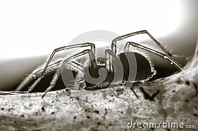 Spider in the basement Stock Photo