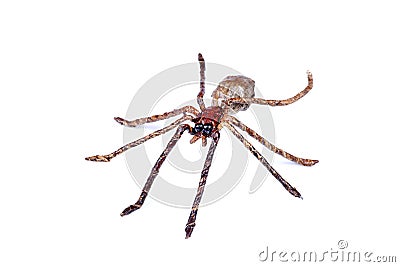 Spider Stock Photo