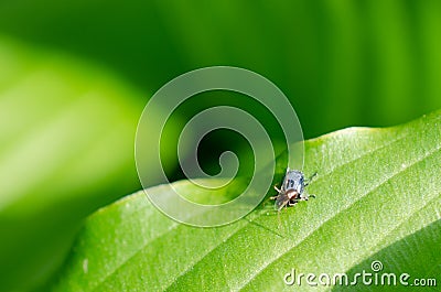 The spider and beetle fight Stock Photo