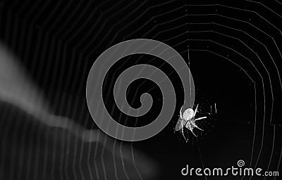 Spider in Black and White Stock Photo