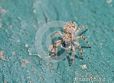 Spider Stock Photo