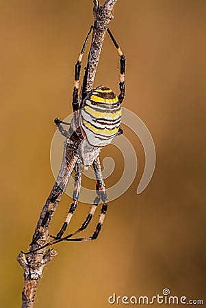 Spider on a branch waiting to hunt with great detail, yellow, black and white Stock Photo