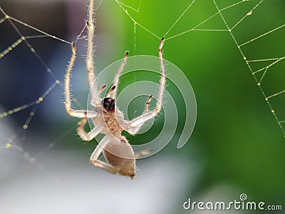 Spider building its web Stock Photo