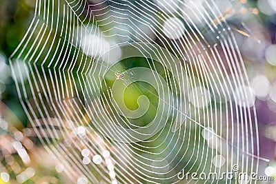 Spider Building Web Stock Photo