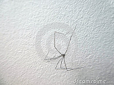 Spider called Daddy longlegs Phalangium opilio on a wall Stock Photo