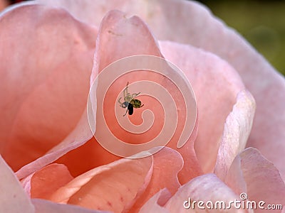 Spider catching fly inside rose flower Stock Photo