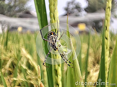 A Spider Catching its prey and preparing to eat it Stock Photo