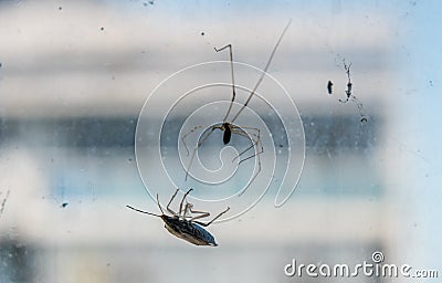 A spider catching a stink bug in his web Stock Photo