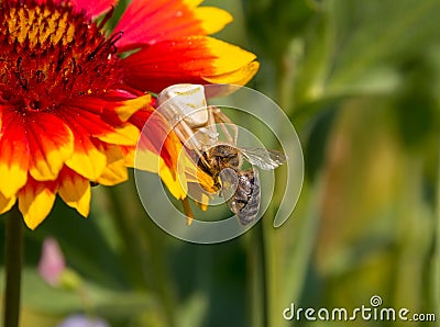 spider caught a bee Stock Photo