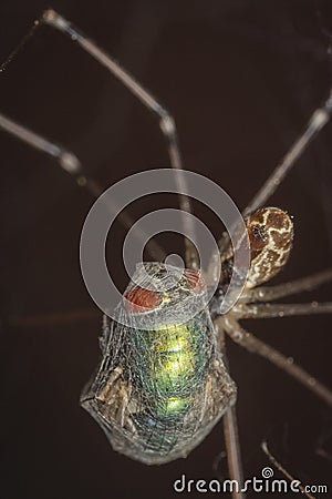 Spider caught a fly in the network and sucking Stock Photo