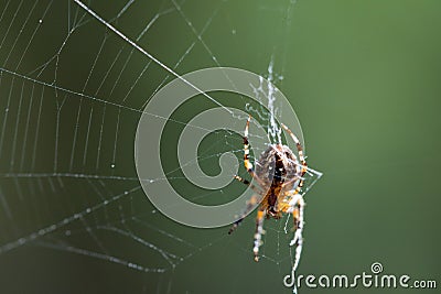 The spider climbs up the web. Close-up. Stock Photo