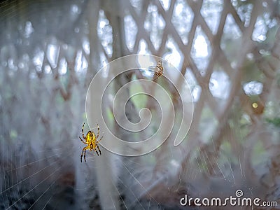 The spider climbs on the web with prey Stock Photo