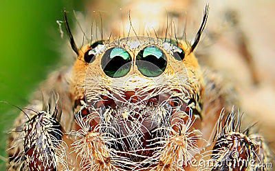 Spider close up macro photo unique Stock Photo