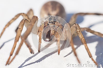 Spider closeup Stock Photo