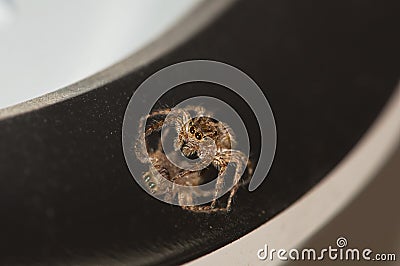 Spider Reflection Stock Photo